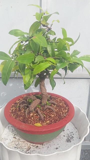Cây cảnh Mai vàng giảo Mini gốc nhớt. Mua bán Cây cảnh, đồ trang trí tại Huyện Củ Chi Tp Hồ Chí Minh được đăng bởi Cây kiểng giá rẻ LT3 hình 1