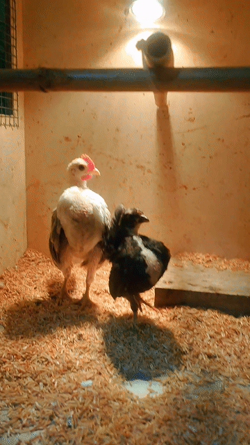 Gà cảnh Trống mái 4 tháng đã tiêm. Mua bán Gà tại Quận Tân Bình Tp Hồ Chí Minh được đăng bởi NGUYEN VIET TUONG hình 1