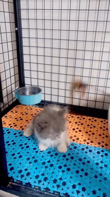 Mèo Bicolor chân ngắn lông dài siêu đáng yêu. Mua bán Mèo tại Quận Bình Tân Tp Hồ Chí Minh được đăng bởi Trần T Linh Đa hình 1