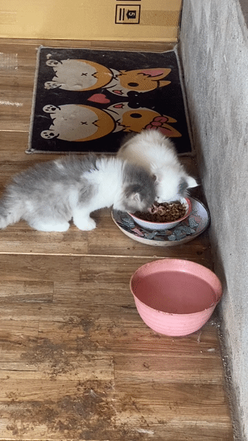 Mèo Anh trắng 5 tuần tuổi. Mua bán Mèo tại Thành phố Long Khánh Đồng Nai được đăng bởi Anh nguyên hình 1