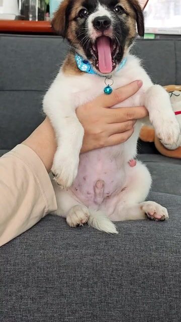 Trai Nhật lai vàng đẹp cưng quá 😍🐾. Mua bán Chó tại Huyện Hóc Môn Tp Hồ Chí Minh được đăng bởi Ánh Dương Pet hình 2