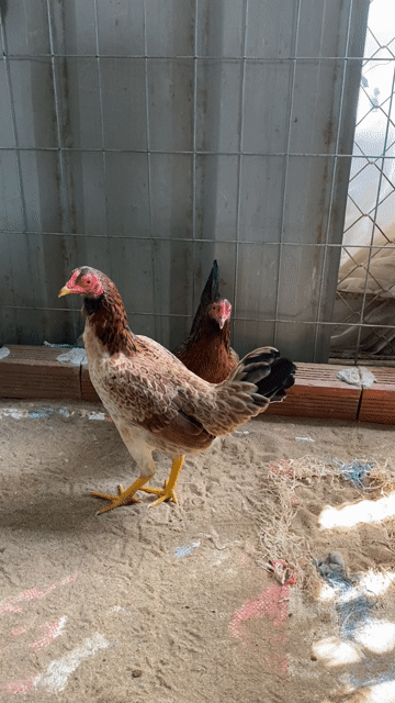 Cặp gà tre mái tơ. Mua bán Gà tại Huyện Lai Vung Đồng Tháp được đăng bởi NQV hình 1