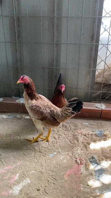 Cặp gà tre mái tơ. Mua bán Gà tại Huyện Lai Vung Đồng Tháp được đăng bởi NQV hình 1