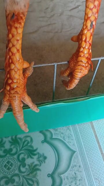 chân long vảy loạn 3k150 tay dày rim khích. Mua bán Gà tại Huyện Lai Vung Đồng Tháp được đăng bởi nhật thiên hình 1