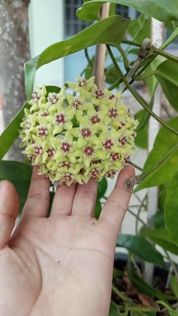 Cây cảnh Hoa lan cẩm cù Vàng. Mua bán Cây cảnh, đồ trang trí tại Huyện Long Hồ Vĩnh Long được đăng bởi Linh hình 1