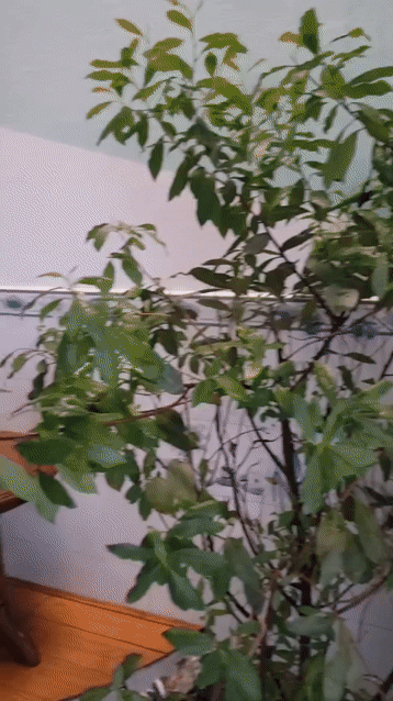 Mua bán Nhà ở Huyện Củ Chi Tp Hồ Chí Minh diện tích 56 m² giá 750 triệu