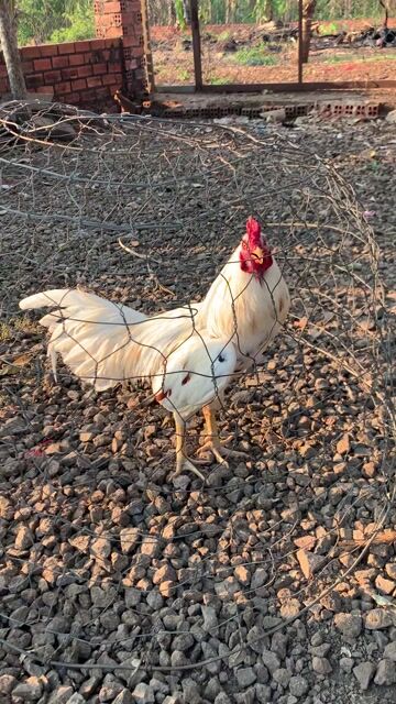 Gà Trắng 2.6kg Đực. Mua bán Gà tại Huyện Thống Nhất Đồng Nai được đăng bởi Quanghuy hình 1