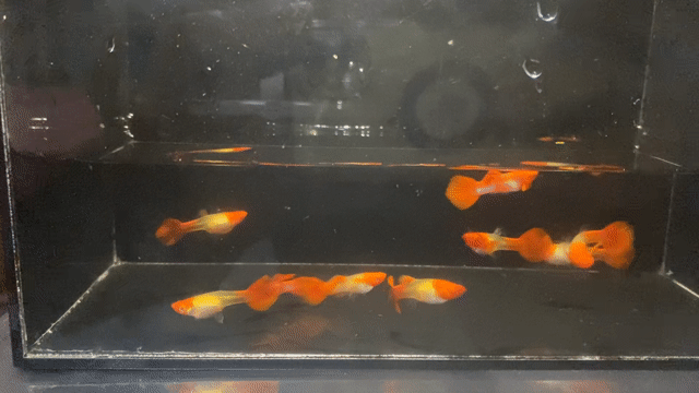 Cá Guppy Koi đỏ Đỏ Khỏe mạnh. Mua bán Thú cưng khác tại Thành phố Thủ Đức Tp Hồ Chí Minh được đăng bởi Lê Đào Anh Vũ hình 1