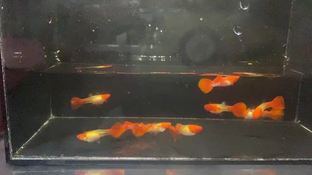 Cá Guppy Koi đỏ Đỏ Khỏe mạnh. Mua bán Thú cưng khác tại Thành phố Thủ Đức Tp Hồ Chí Minh được đăng bởi Lê Đào Anh Vũ hình 1