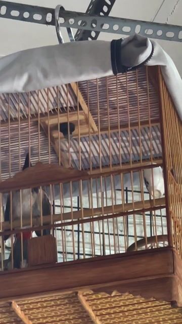 chào mào 3 mùa đẹp. Mua bán Chim tại Quận Tân Phú Tp Hồ Chí Minh được đăng bởi SƠN CA VIP hình 1