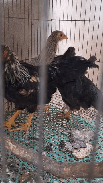 Gà Tre Tân Châu 1 trống 2 mái 4 tháng. Mua bán Gà tại Quận Cái Răng Cần Thơ được đăng bởi CẦM ĐỒ HOÀNG TÂN hình 1