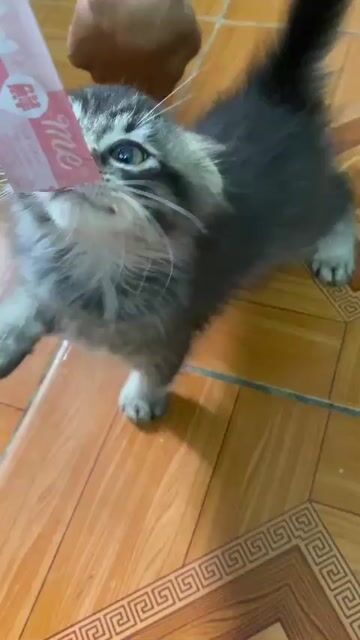 Mèo Anh lông dài cái 3 tháng. Mua bán Mèo tại Huyện Hoài Đức Hà Nội được đăng bởi Khánh Hạ hình 1