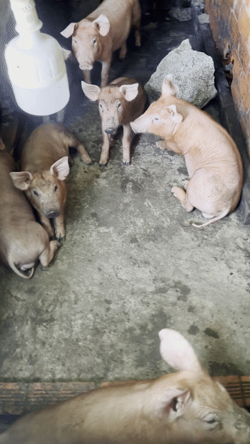 Heo con bán bầy 7 con. Mua bán Thú cưng khác tại Huyện Vũng Liêm Vĩnh Long được đăng bởi Đỉnh Nguyễn hình 1