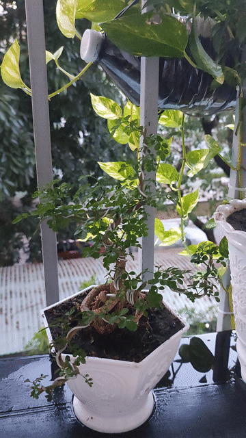 Cây cảnh Bonsai Cần thăng Xanh. Mua bán Cây cảnh, đồ trang trí tại Quận Hải Châu Đà Nẵng được đăng bởi Lê thái thọ  hình 1