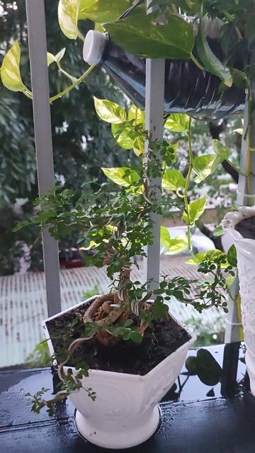 Cây cảnh Bonsai Cần thăng Xanh. Mua bán Cây cảnh, đồ trang trí tại Quận Hải Châu Đà Nẵng được đăng bởi Lê thái thọ  hình 1