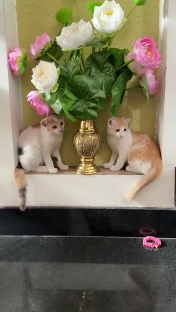 Mèo anh lai , tam thể , Trắng vàng cần tìm nhà mới. Mua bán Mèo tại Quận Gò Vấp Tp Hồ Chí Minh được đăng bởi Phương Dung  hình 1