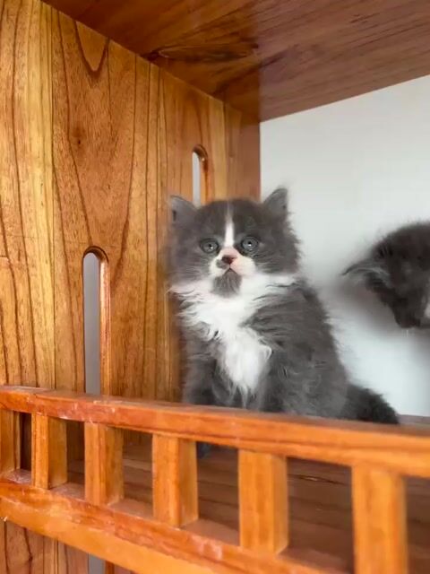 Cô có mún nhận nuôi con mèo dễ thương này khong🥺. Mua bán Mèo tại Quận Nam Từ Liêm Hà Nội được đăng bởi MộcTrà Nguyễn hình 1