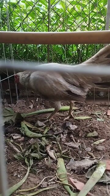 Gà Kelso mái 1.2kg Lông chấm sát Xanh. Mua bán Gà tại Quận Bình Thuỷ Cần Thơ được đăng bởi Chiến Kê CT hình 1