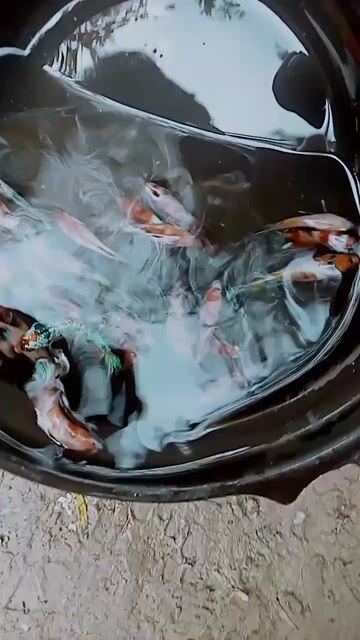 Cá cảnh Cá Nemo 25 con. Mua bán Thú cưng khác tại Huyện Lấp Vò Đồng Tháp được đăng bởi Đăng Khoa hình 1