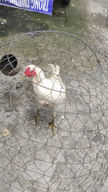 Gà bướm chân xanh tơ . Mua bán Gà tại Quận 10 Tp Hồ Chí Minh được đăng bởi Khoi hình 1