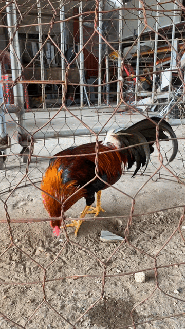 Điều siu mỹ 1.6kg tơ zin. Mua bán Gà tại Huyện Lai Vung Đồng Tháp được đăng bởi NQV hình 1