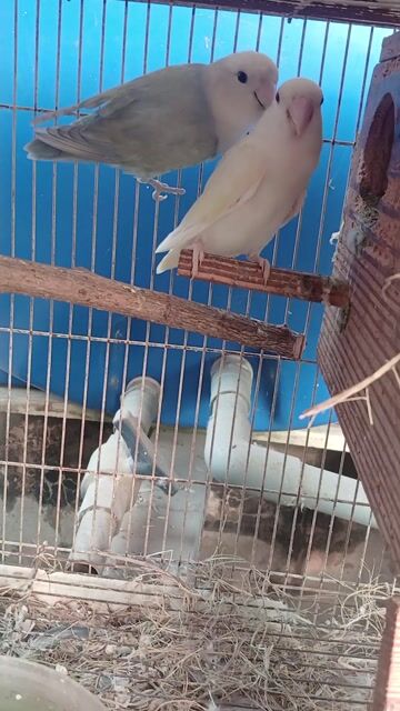 Chim Lovebird Vàng chanh Xanh trắng. Mua bán Chim tại Huyện Đức Hòa Long An được đăng bởi trantu hình 1