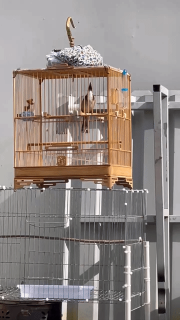 Chim chào mào. Mua bán Chim tại Huyện Củ Chi Tp Hồ Chí Minh được đăng bởi Diếp văn duy khánh hình 1