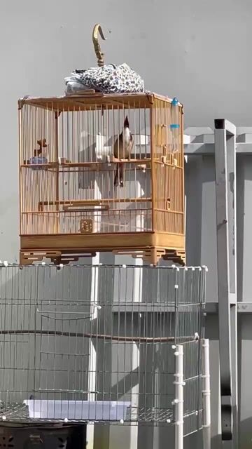 Chim chào mào. Mua bán Chim tại Huyện Củ Chi Tp Hồ Chí Minh được đăng bởi Diếp văn duy khánh hình 1