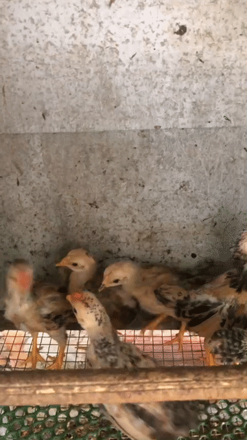 Gà tre Bắc 6 con Cả trống và mái. Mua bán Gà tại Huyện Bắc Tân Uyên Bình Dương được đăng bởi Huỳnh Quang hình 1
