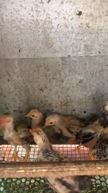 Gà tre Bắc 6 con Cả trống và mái. Mua bán Gà tại Huyện Bắc Tân Uyên Bình Dương được đăng bởi Huỳnh Quang hình 1