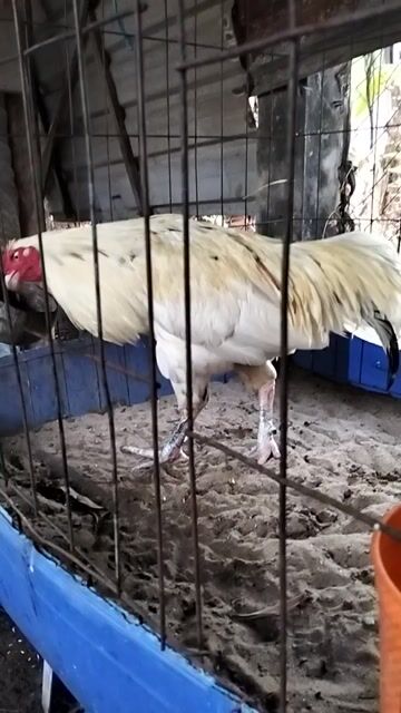 Gà chọi Trắng 3.2kg Đực. Mua bán Gà tại Huyện Chợ Mới An Giang được đăng bởi Tâm Xì hình 1