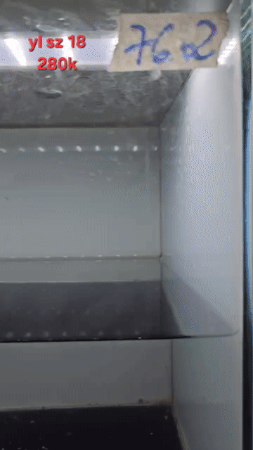 Cá lóc vảy rồng zisr 16-18. Mua bán Thú cưng khác tại Quận Tân Phú Tp Hồ Chí Minh được đăng bởi Thạnh Nguyễn hình 1