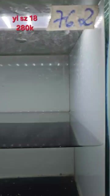 Cá lóc vảy rồng zisr 16-18. Mua bán Thú cưng khác tại Quận Tân Phú Tp Hồ Chí Minh được đăng bởi Thạnh Nguyễn hình 1