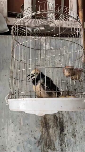 Chim cà cưỡng đen trắng biết nói. Mua bán Chim tại Quận Thanh Khê Đà Nẵng được đăng bởi Nguyễn Thị Niềm hình 1