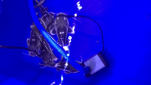 Cá săn mồi Hồng vỹ mỏ vịt 20cm. Mua bán Thú cưng khác tại Quận Cái Răng Cần Thơ được đăng bởi Đạt Nguyễn hình 1