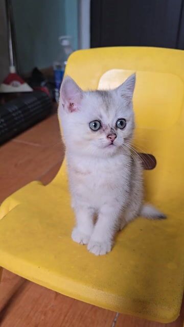 Mèo silver và tabby classic