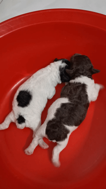 poodle Bò sôcôla tinycup nhà đẻ. . Mua bán Chó tại Thành phố Dĩ An Bình Dương được đăng bởi Poodle vũ  hình 1