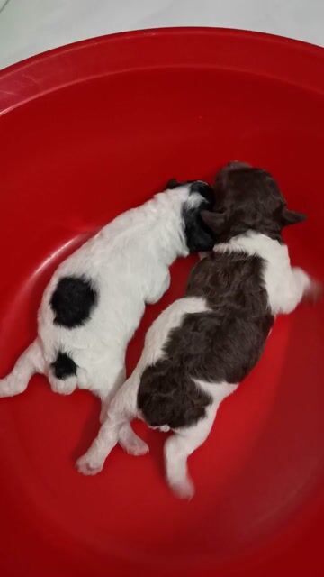 poodle Bò sôcôla tinycup nhà đẻ. . Mua bán Chó tại Thành phố Dĩ An Bình Dương được đăng bởi Poodle vũ  hình 1