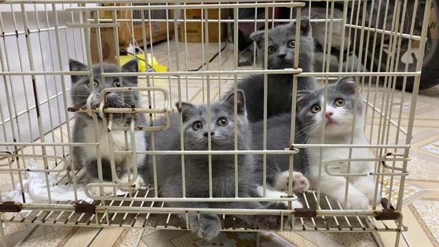 Mèo Anh chân lùn Xám Trắng Mèo con. Mua bán Mèo tại Huyện Bình Chánh Tp Hồ Chí Minh được đăng bởi NHÀ CÓ MẤY EM MÈO  HCM hình 1