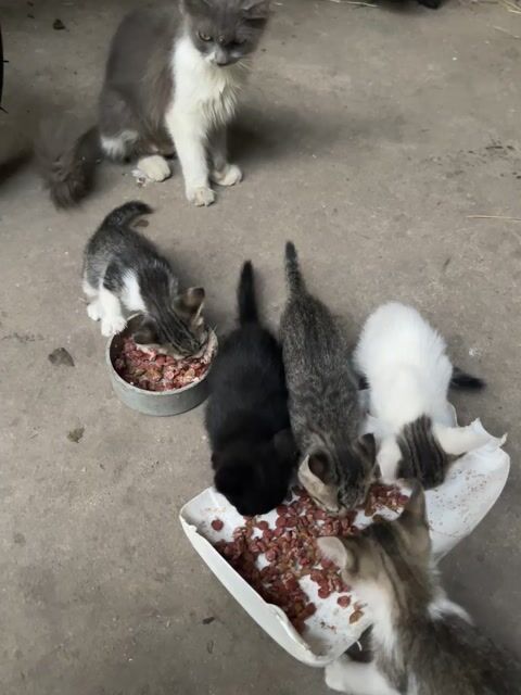 mèo anh lông dài lai mèo cỏ. Mua bán Mèo tại Huyện Đức Hòa Long An được đăng bởi Gà Đá Long AN hình 1