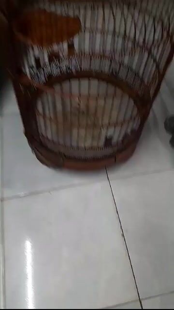 Lồng 68 nan tre già. Mua bán Phụ kiện, Thức ăn, Dịch vụ tại Quận Tân Bình Tp Hồ Chí Minh được đăng bởi Đam mê 1Thời hình 1