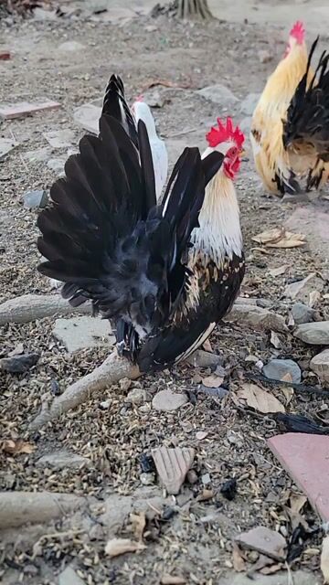 tre thái chuố trắng. Mua bán Gà tại Huyện Bình Chánh Tp Hồ Chí Minh được đăng bởi Minh SG hình 1