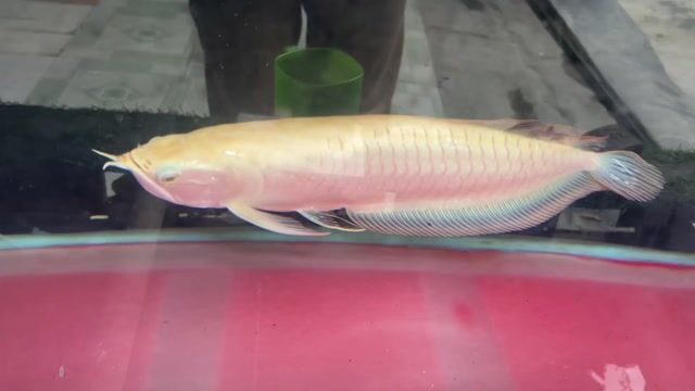 Cá rồng Vàng nhạt. Mua bán Thú cưng khác tại Quận Liên Chiểu Đà Nẵng được đăng bởi Trần Tuyết hình 1