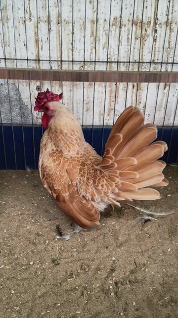 cặp vảy cá vàng đẻ so, viền vảy nét căng. Mua bán Gà tại Quận 12 Tp Hồ Chí Minh được đăng bởi Gà Kiểng Sài Gòn  hình 1