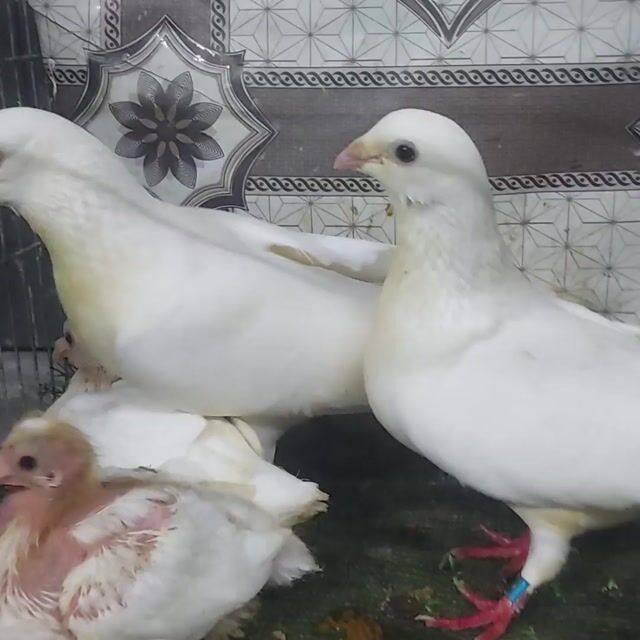 Bồ câu thái trắng chim giống,tặng cặp con. Mua bán Chim tại Quận Bình Tân Tp Hồ Chí Minh được đăng bởi VINH  hình 1