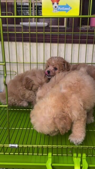 Chó Poodle tiny 2 tháng đã tiêm. Mua bán Chó tại Quận Hoàng Mai Hà Nội được đăng bởi moon petshop hình 1