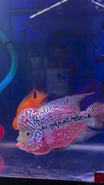 Cá cảnh F2 Đỏ 4 ngón. Mua bán Thú cưng khác tại Huyện Vĩnh Thạnh Cần Thơ được đăng bởi Lê Trường Thi hình 1