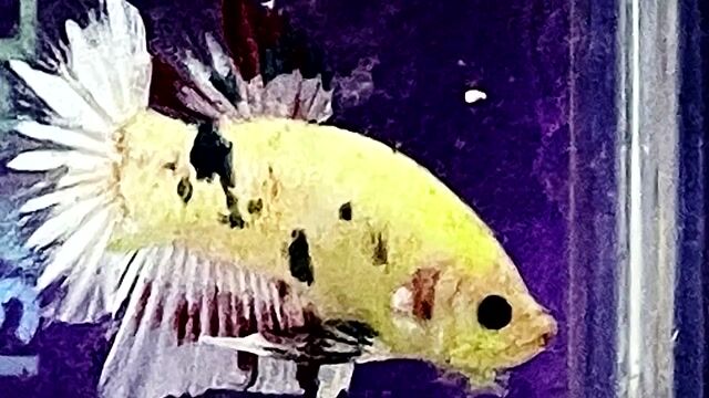 neon fancy. Mua bán Thú cưng khác tại Quận Bình Thạnh Tp Hồ Chí Minh được đăng bởi Hiếu hình 1