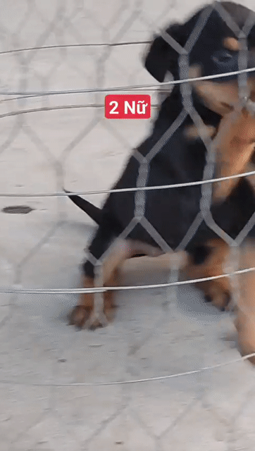 Chó Rottweiler con 2 mũi vaccin. Mua bán Chó tại Quận Tân Phú Tp Hồ Chí Minh được đăng bởi Nhân Rottweiler  hình 1