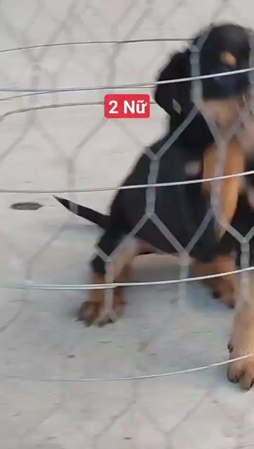 Chó Rottweiler con 2 mũi vaccin. Mua bán Chó tại Quận Tân Phú Tp Hồ Chí Minh được đăng bởi Nhân Rottweiler  hình 1